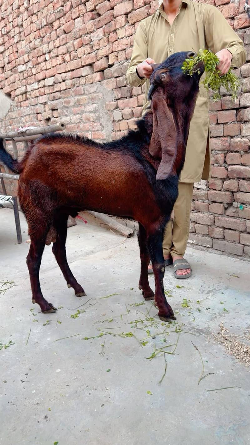 Beetle bakra 1