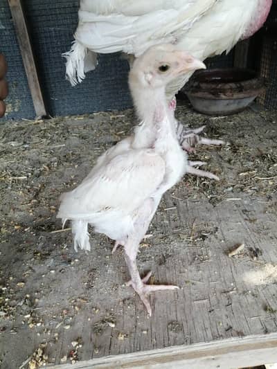 heera hen