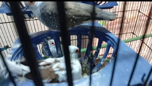 diamond pied dove colony