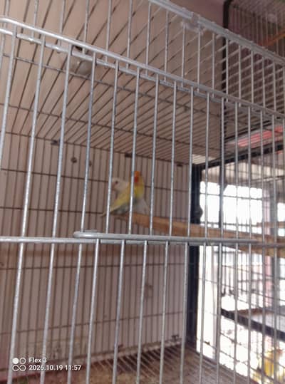 Love birds different breeds and multi colours what app 0325 5465861