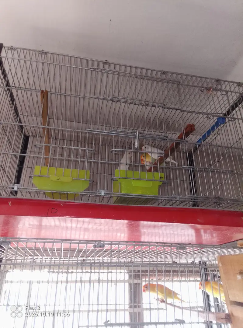 Love birds different breeds and multi colours what app 0325 5465861 — photo 2