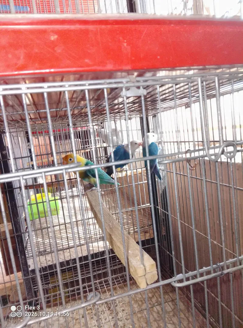 Love birds different breeds and multi colours what app 0325 5465861 — photo 3