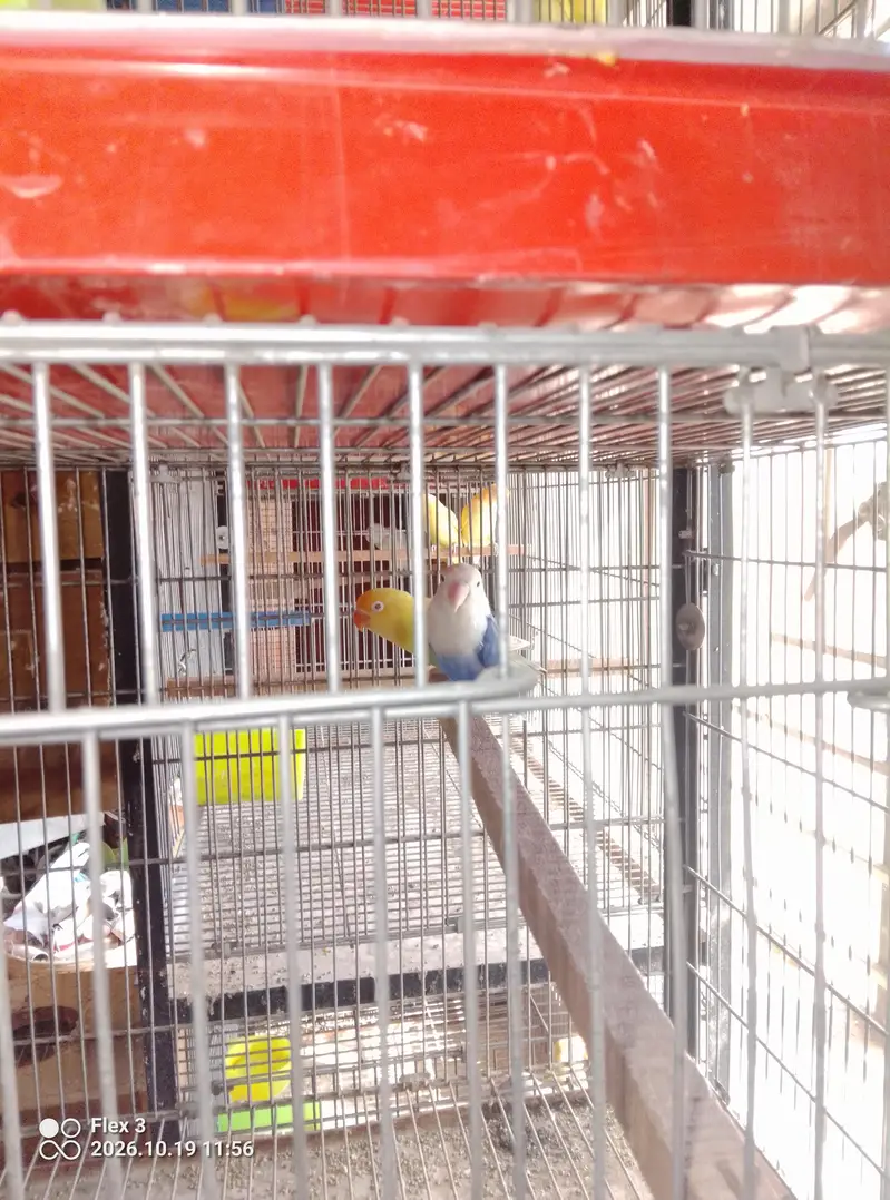 Love birds different breeds and multi colours what app 0325 5465861 — photo 4