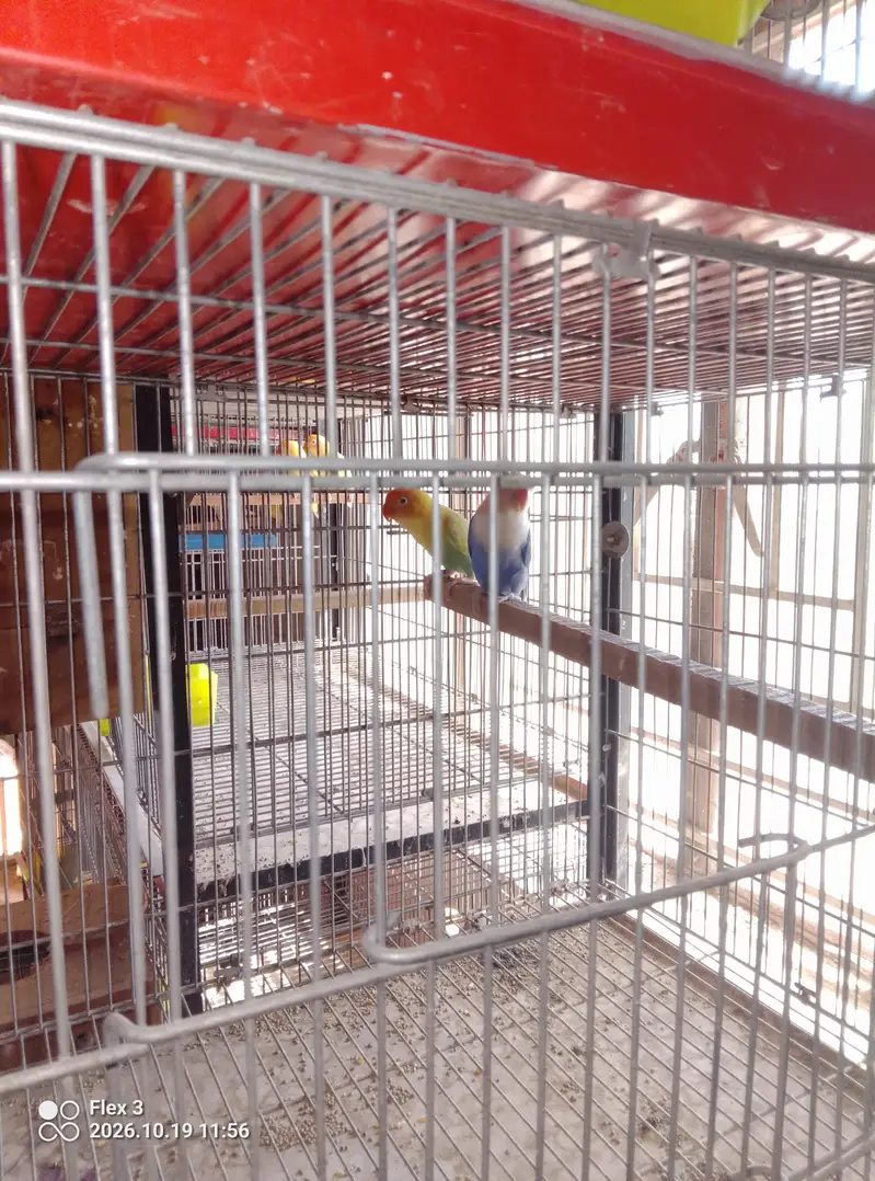 Love birds different breeds and multi colours what app 0325 5465861 — photo 5