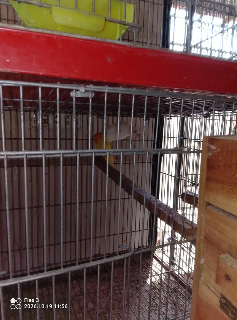 Love birds different breeds and multi colours what app 0325 5465861 — photo 6