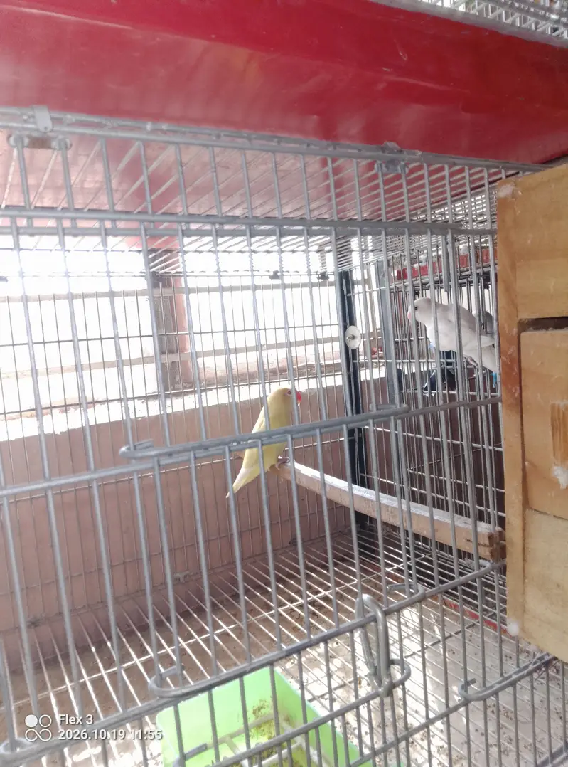 Love birds different breeds and multi colours what app 0325 5465861 — photo 7