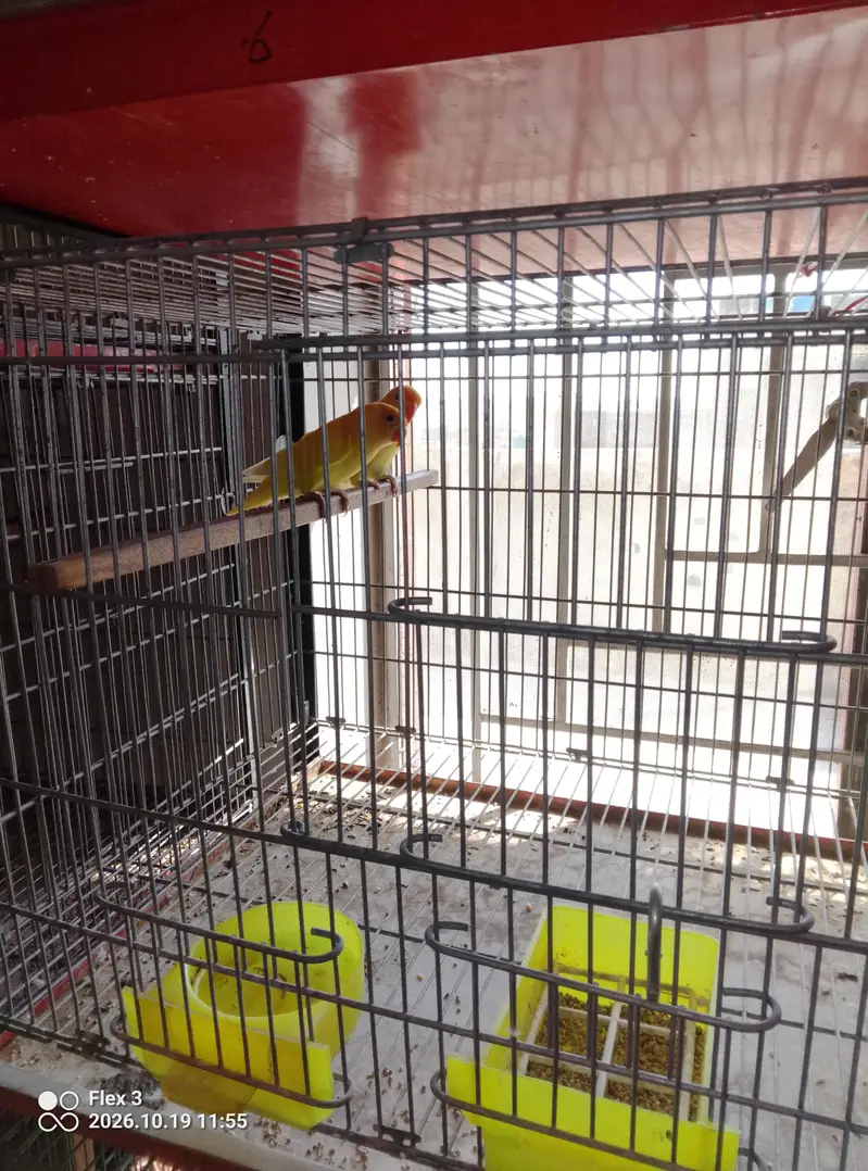 Love birds different breeds and multi colours what app 0325 5465861 — photo 8