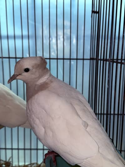 Crested Breeder Pair Dove