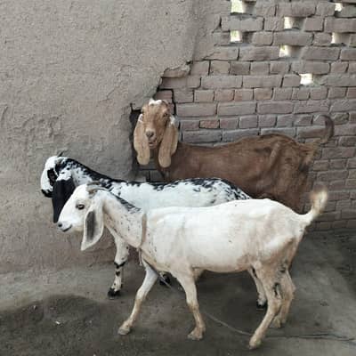 5 bakri For sale