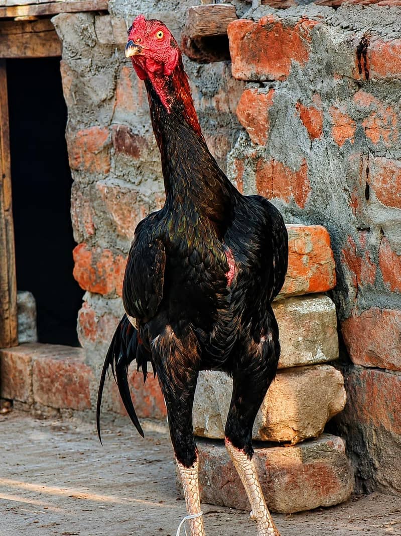 Aseel Murga ( patha ) 0