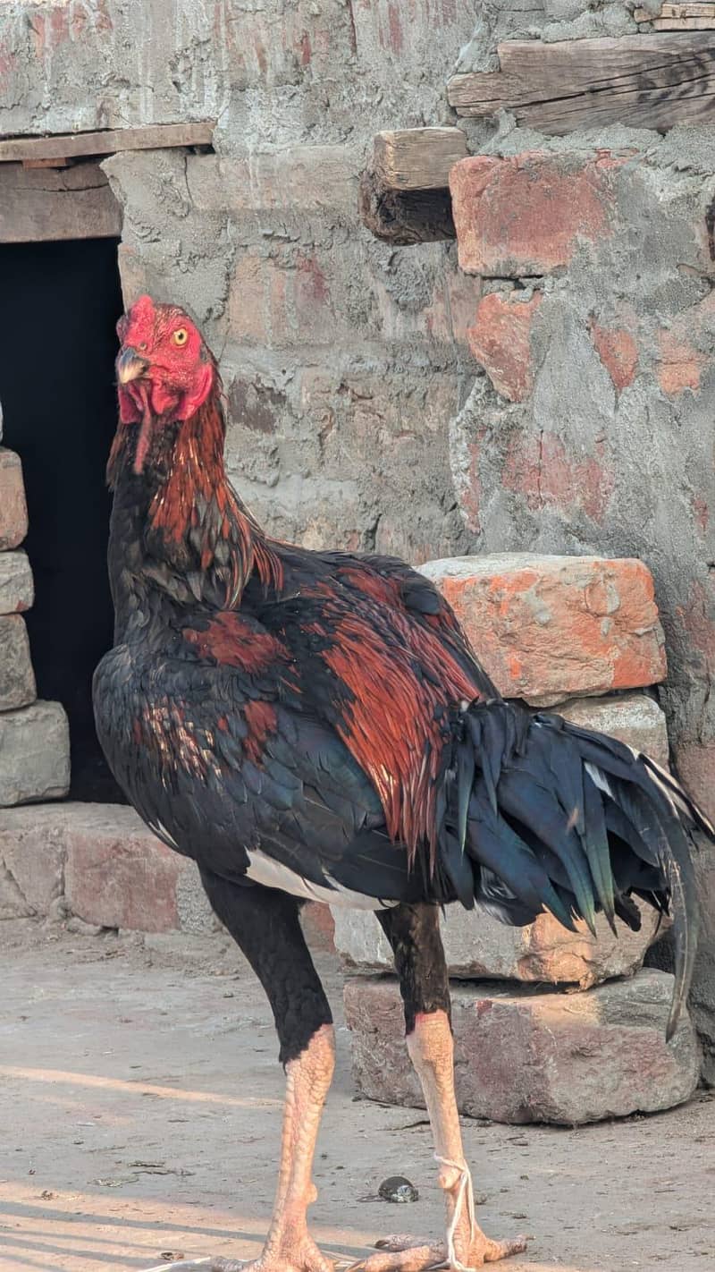 Aseel Murga ( patha ) 1