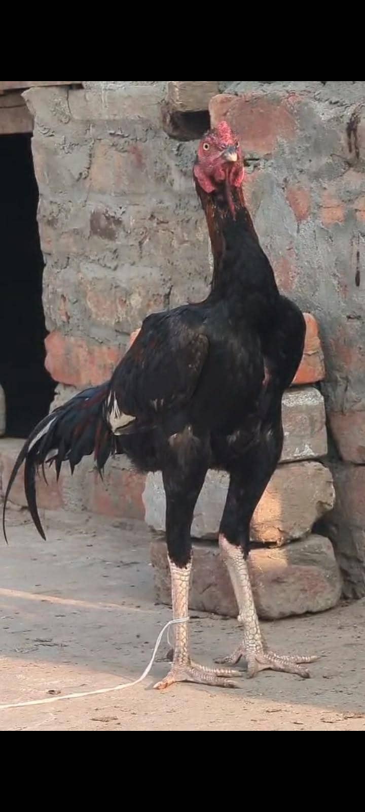 Aseel Murga ( patha ) 2
