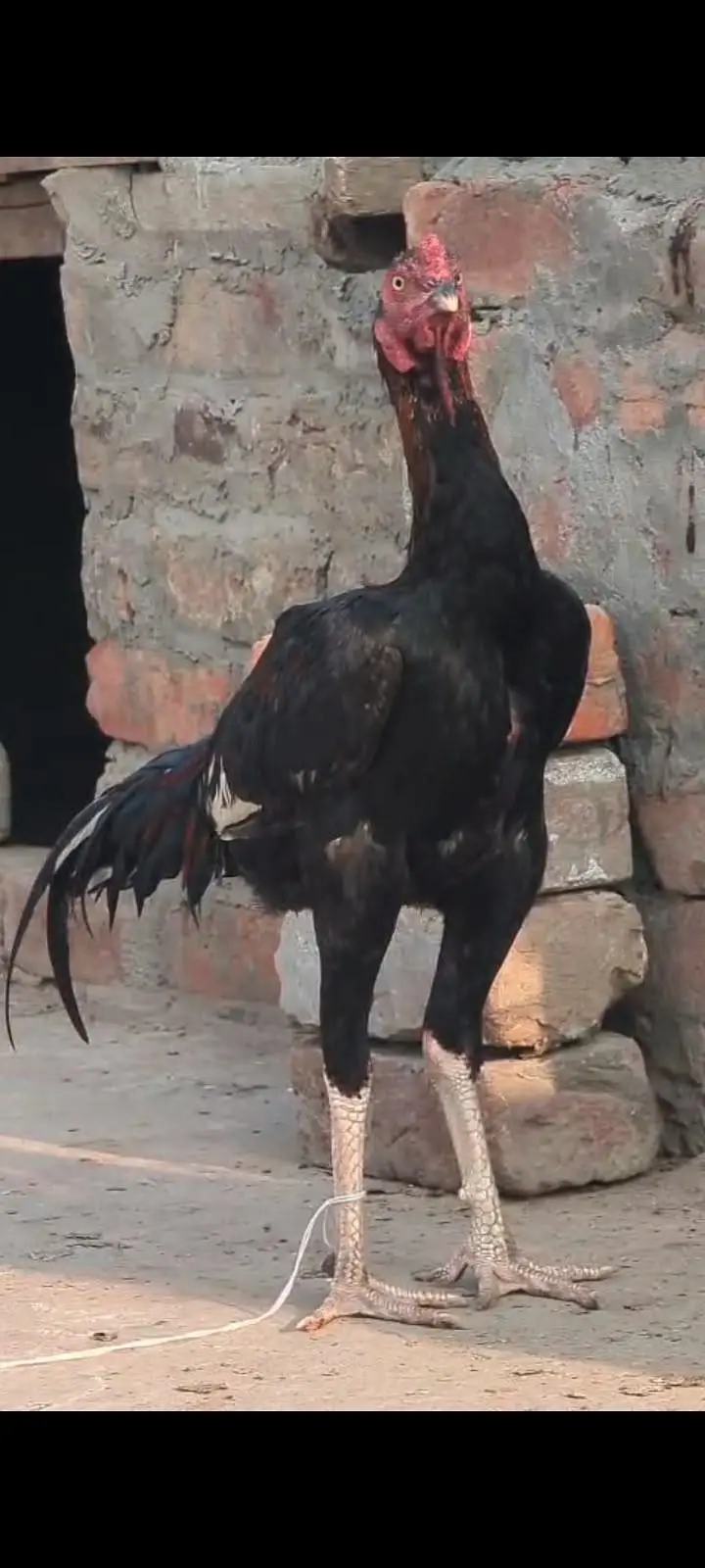 Aseel Murga ( patha ) — photo 3