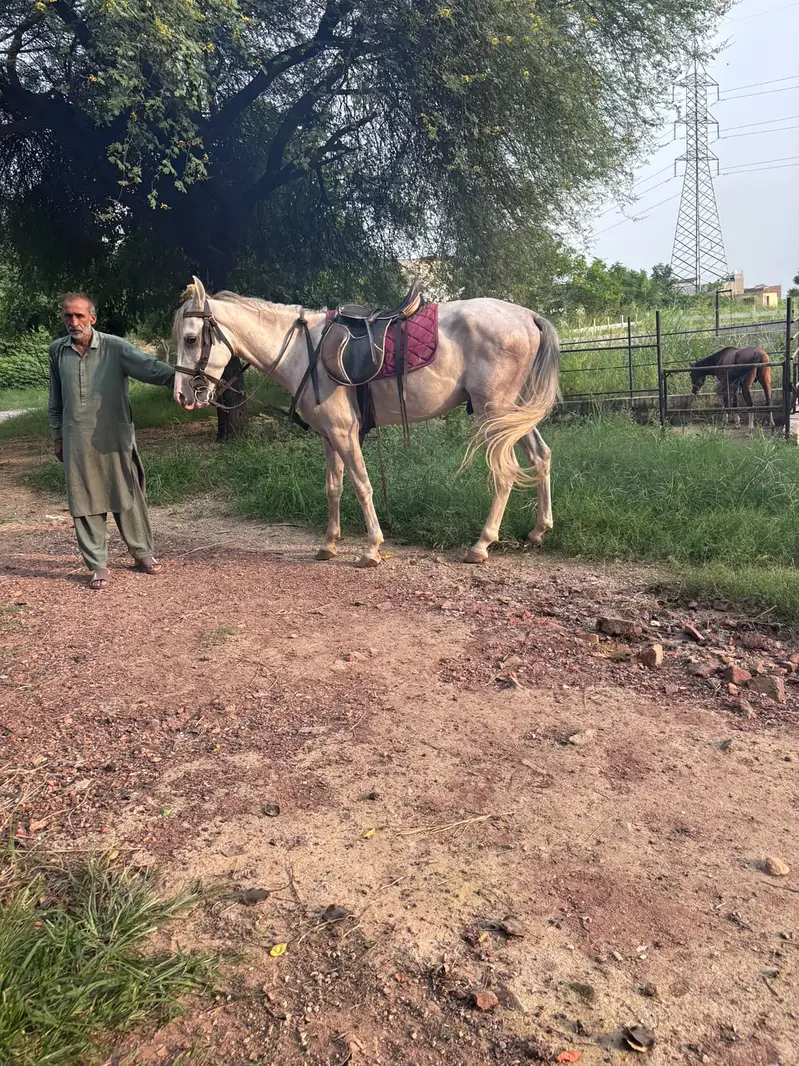 NEEZABAZ horses | mix breed horses | well trained horses| male ghora