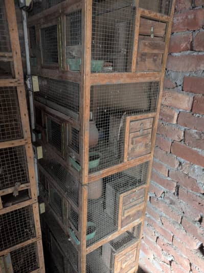 birdes cage