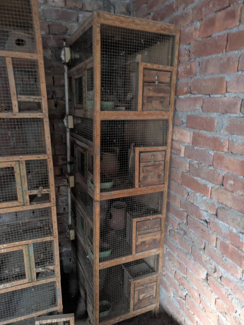 birdes cage 1