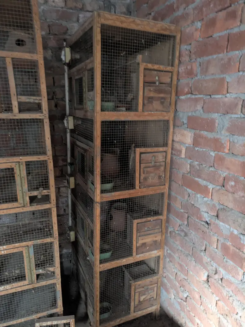 birdes cage — photo 2