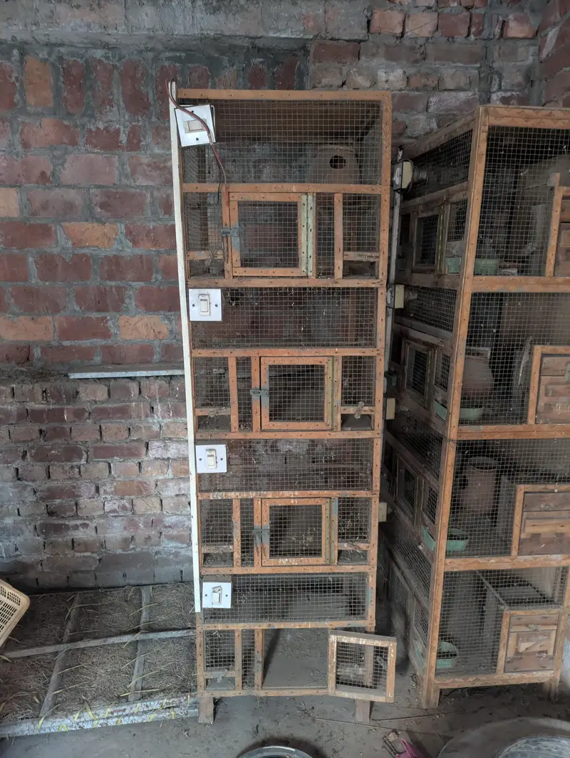 birdes cage — photo 3