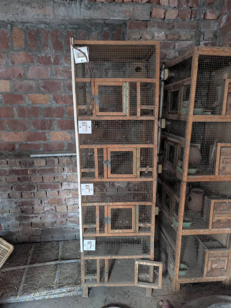 birdes cage 3