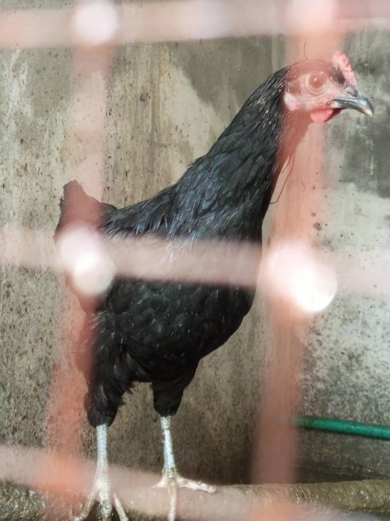 Australorp Chickens 0