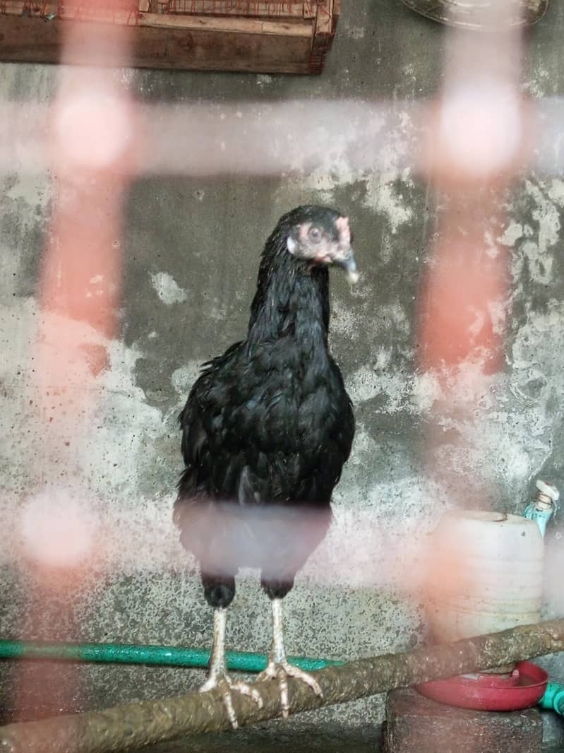 Australorp Chickens 1
