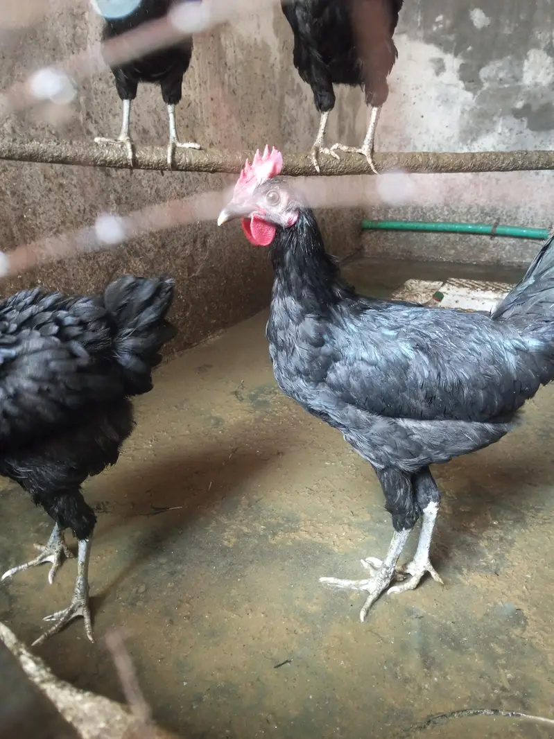 Australorp Chickens — photo 3