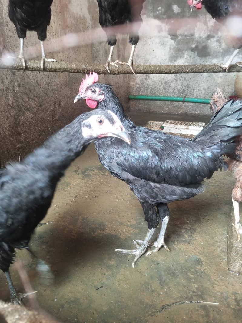 Australorp Chickens 3
