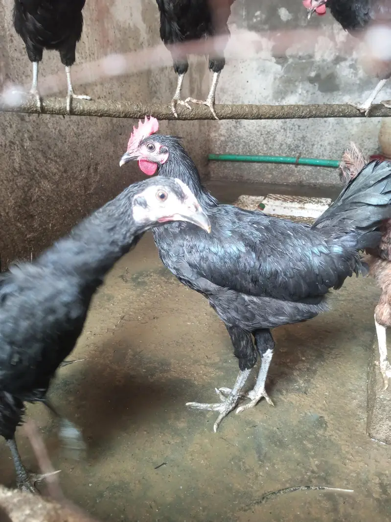 Australorp Chickens — photo 4