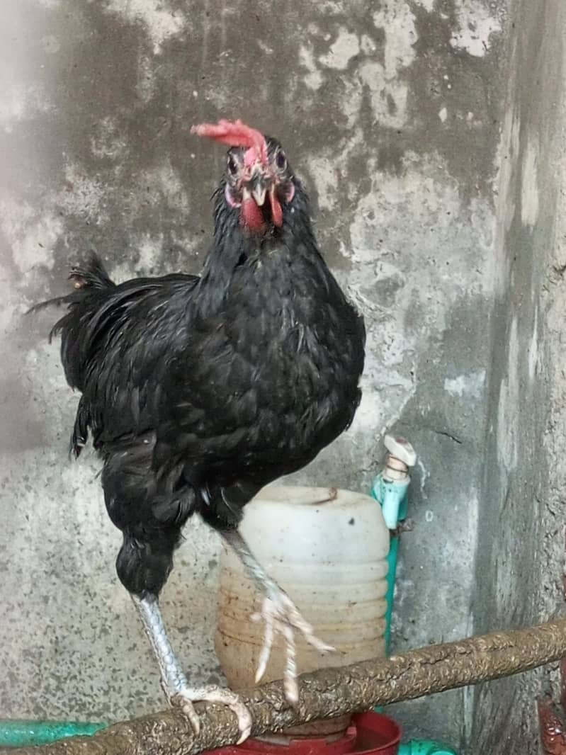 Australorp Chickens 4