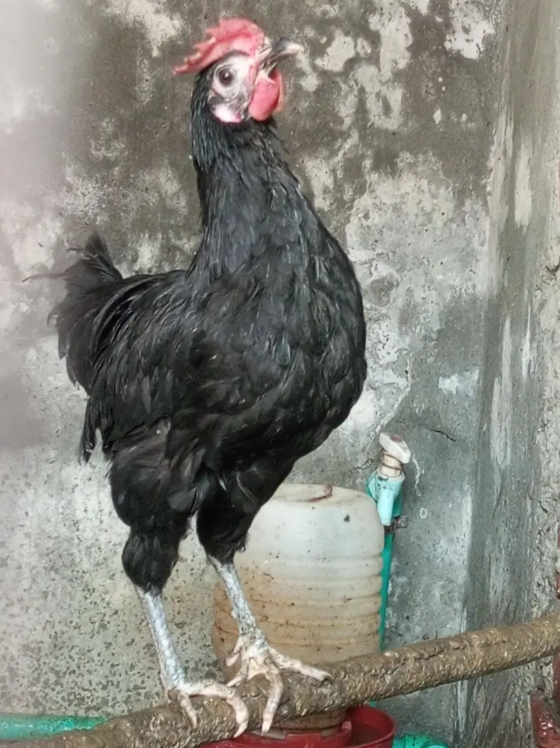 Australorp Chickens — photo 6