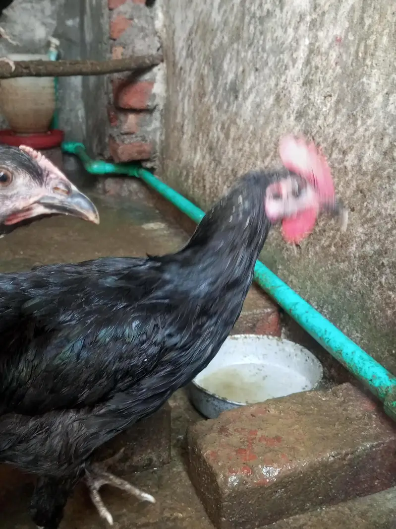 Australorp Chickens — photo 7