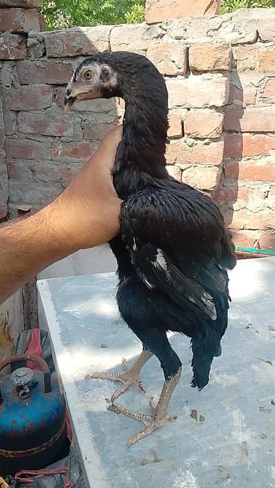 aseel pathi | Aseel madi | mushki murgi | hen | pure aseel hen