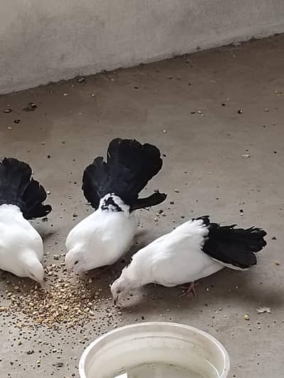 Black Tail Lakka Pigions