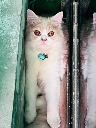 Punch face Pure Persian Male 5months old kitten