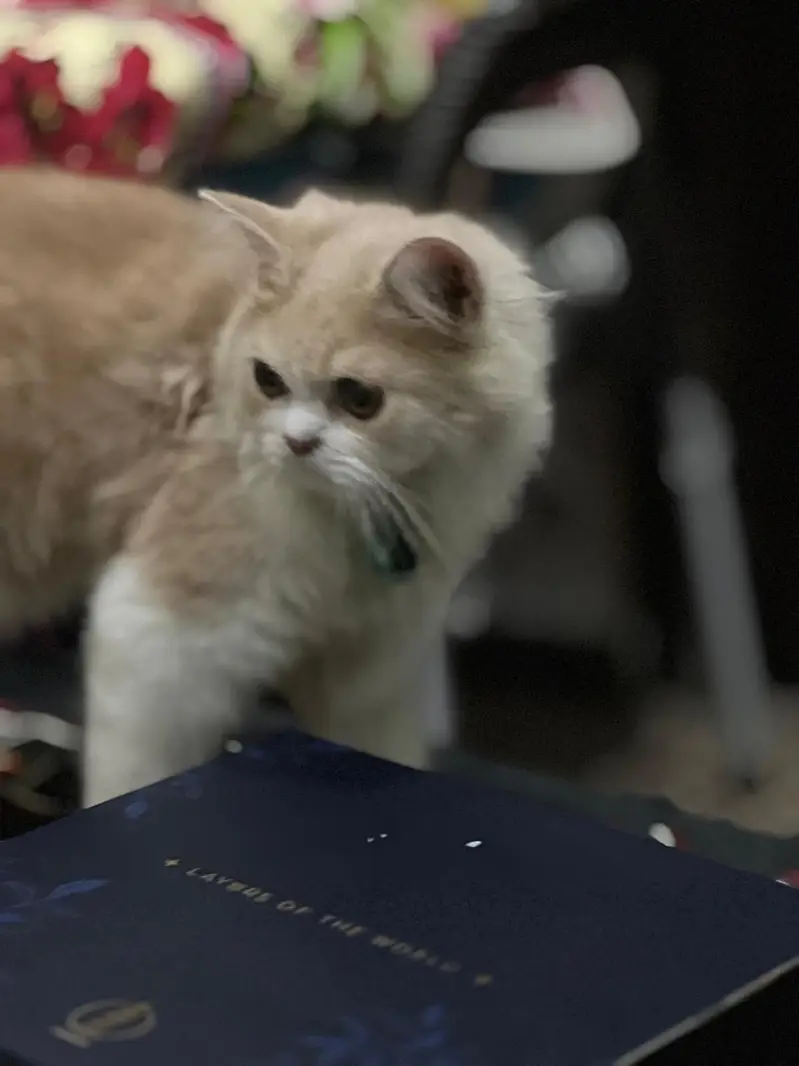 Punch face Pure Persian Male 5months old kitten — photo 2