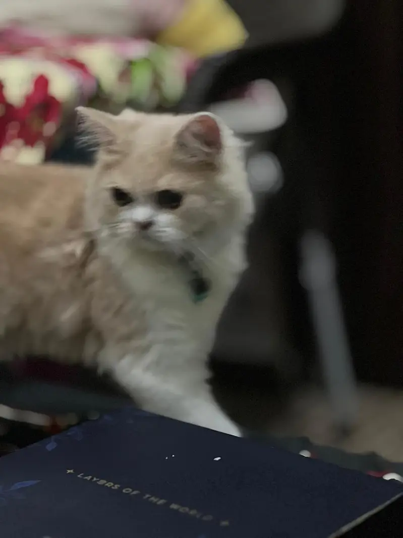 Punch face Pure Persian Male 5months old kitten — photo 3