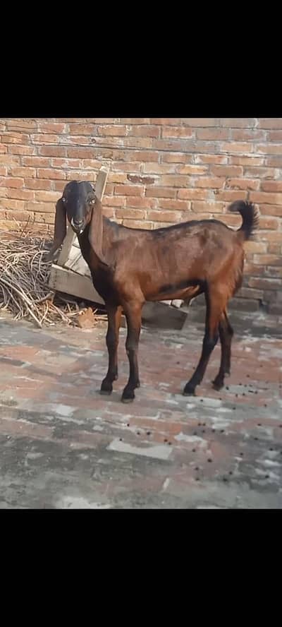 Nagra male shok wali cheez h