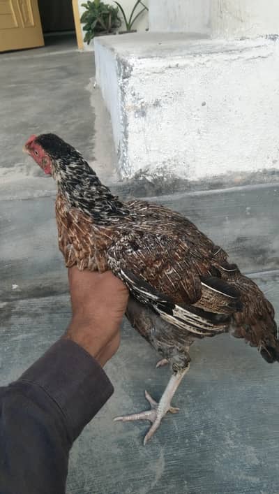 Desi mrghi for sell