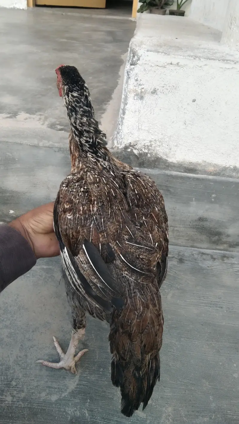 Desi mrghi for sell — photo 2