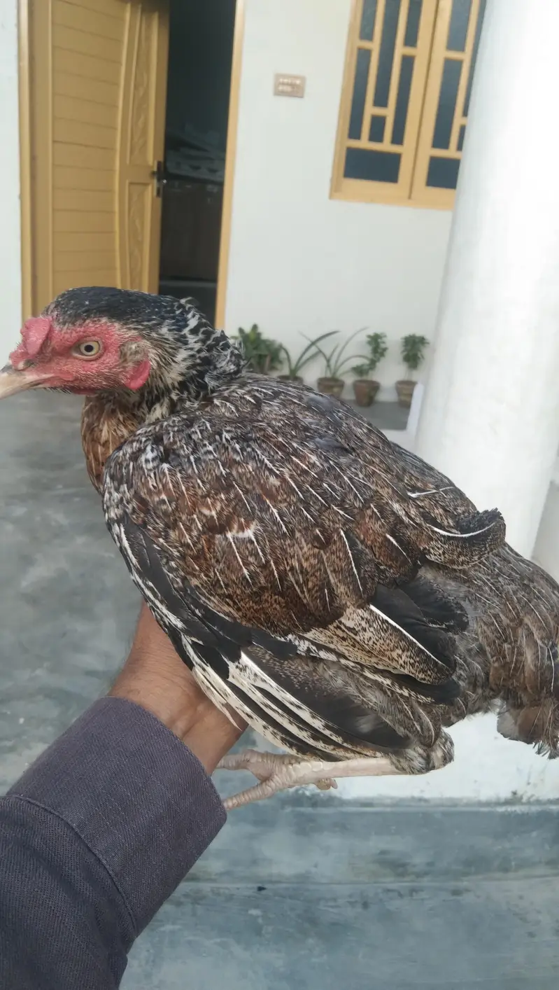 Desi mrghi for sell — photo 3