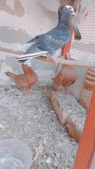 Fancy Kaboter Ready to Breed. With Reasonable price