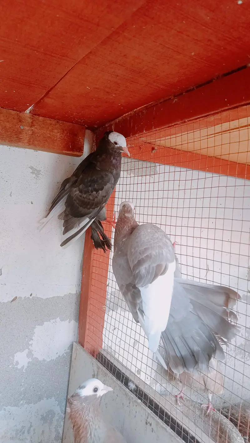 Fancy Kaboter Ready to Breed. With Reasonable price — photo 3
