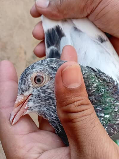 pure 100% imamdeen breeder  pair available 03/25/44/122/15