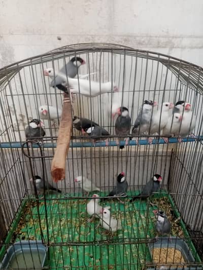 Java birds