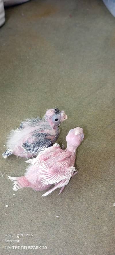 Eno and charcoal chicks