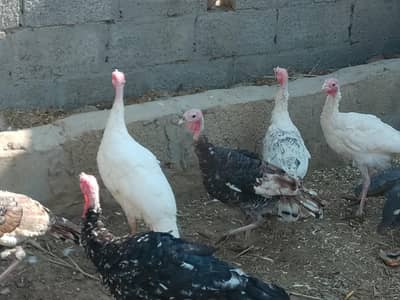 Turkey birds 9 females and 6 Males