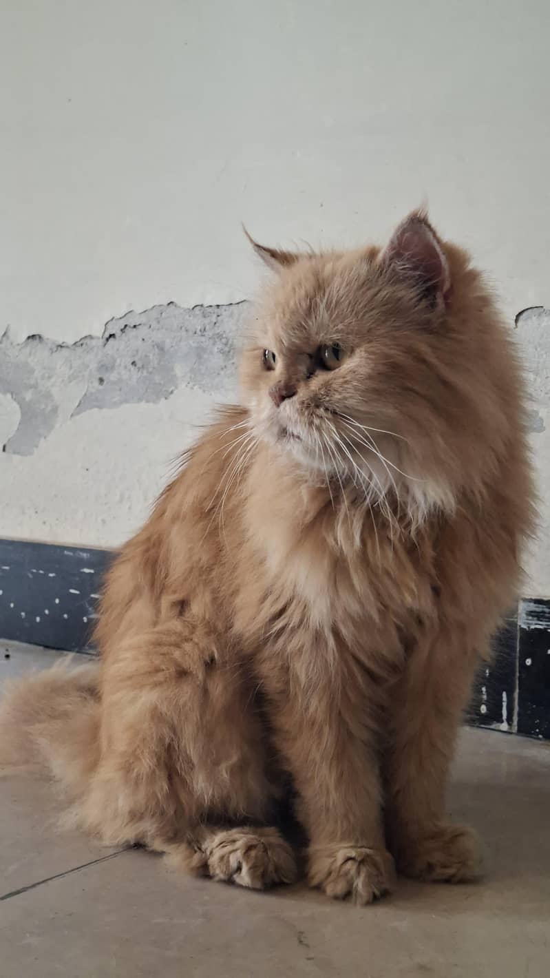 cat Persian 0