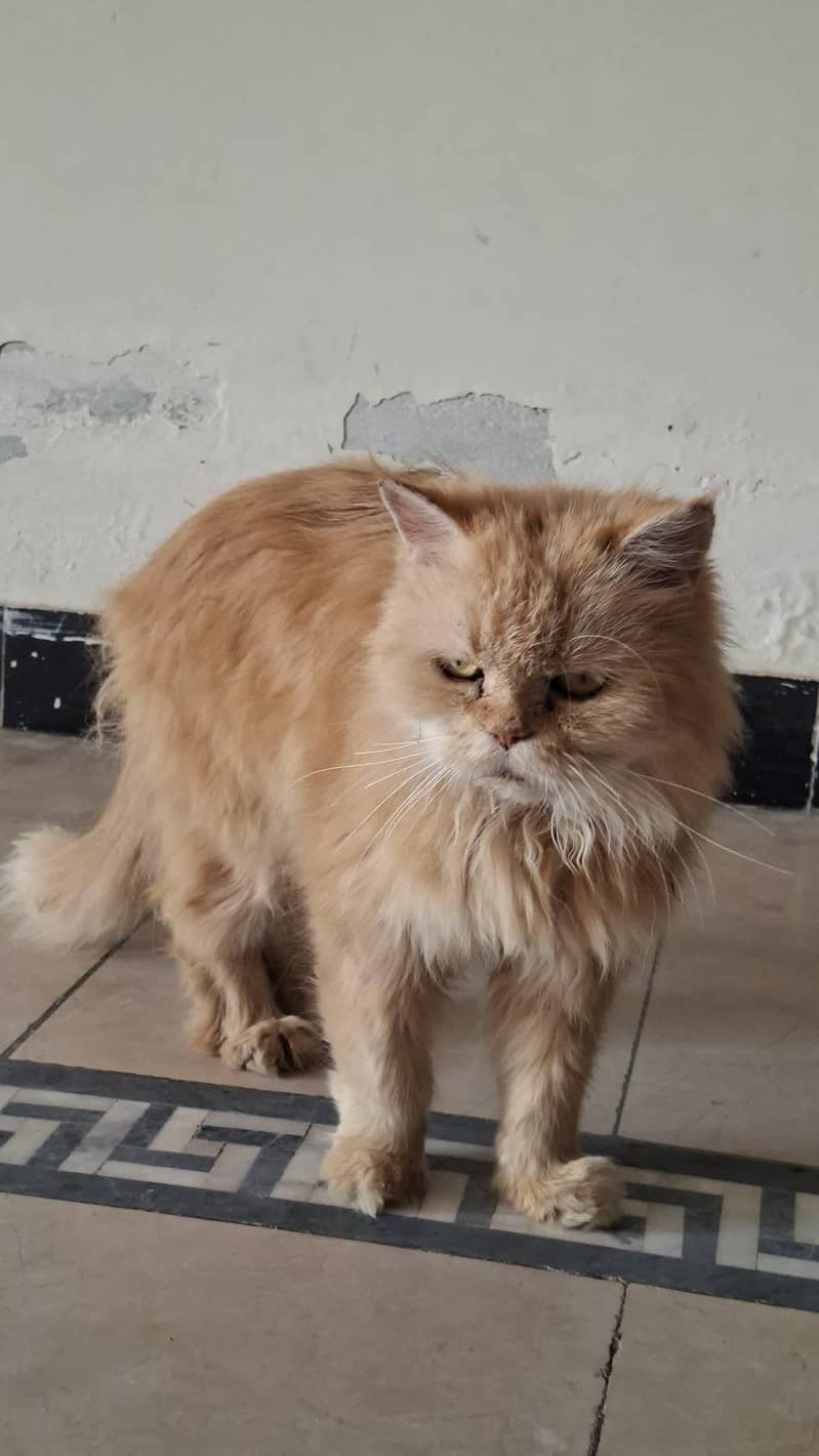 cat Persian 1