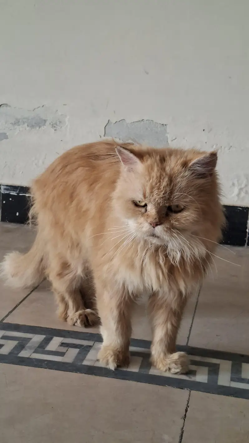 cat Persian — photo 2