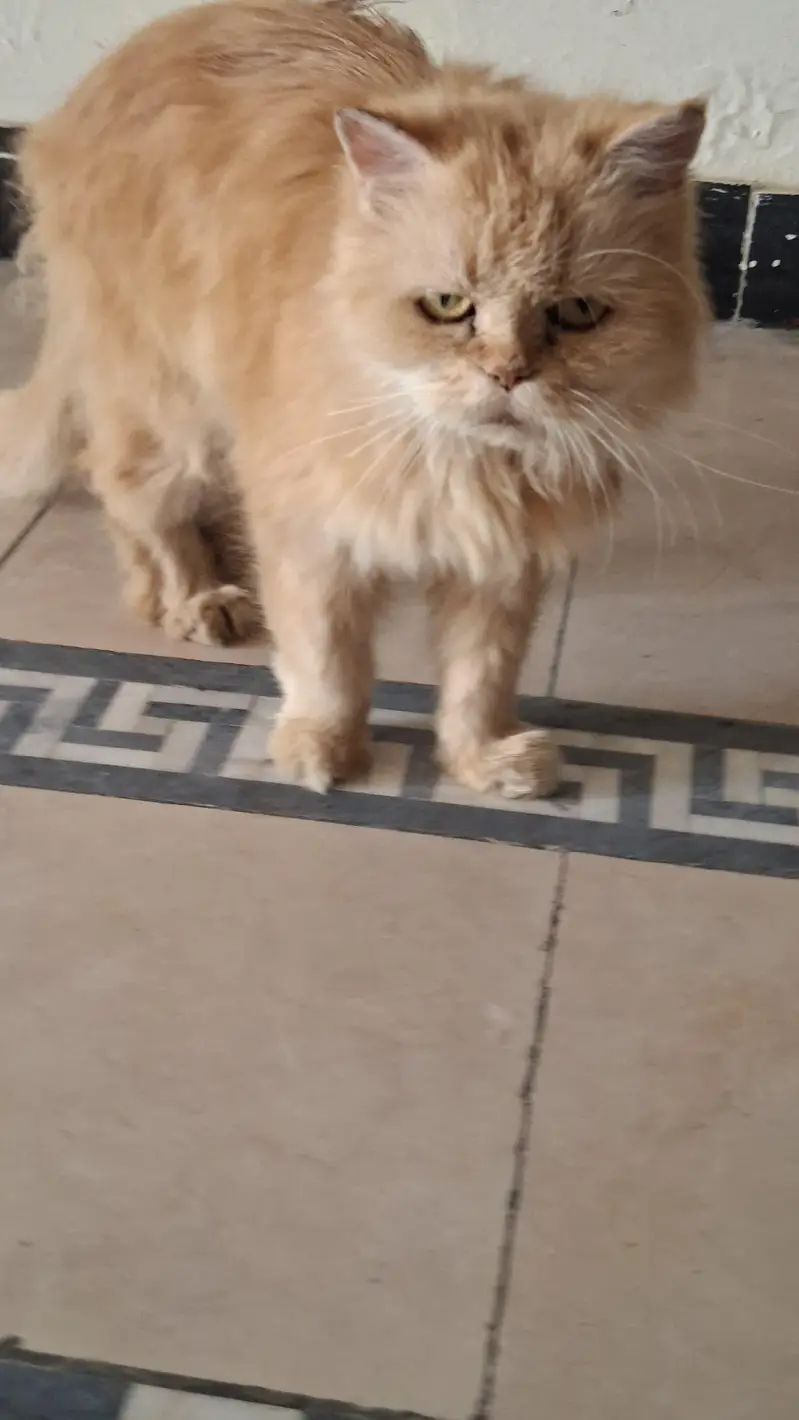 cat Persian — photo 3